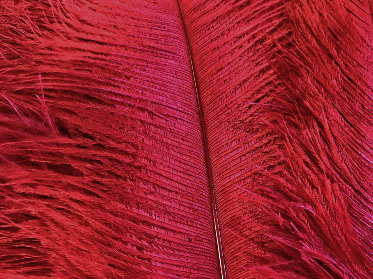 10 Pieces - 14-17" Red Ostrich Ostrich Dyed Drab Body Feathers