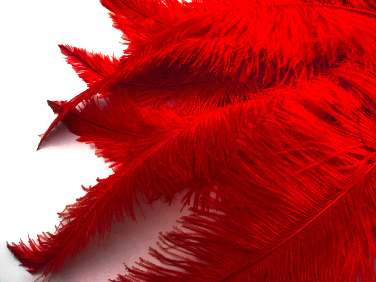 10 Pieces - 20-28" Red Ostrich Spads Large Wing Feathers