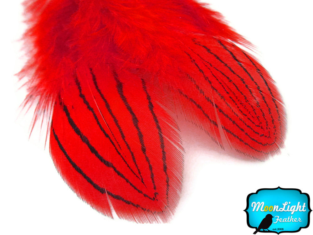 1 Dozen - Red Silver Pheasant Plumage Feathers