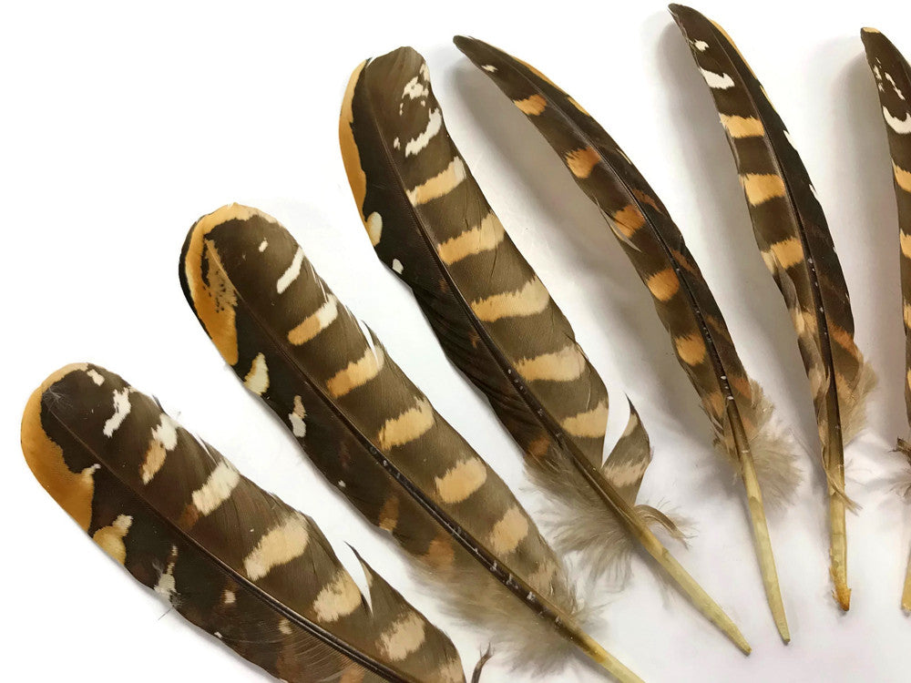 5 Pieces - 6-8" Natural Reeves Venery Pheasant Wing Feathers