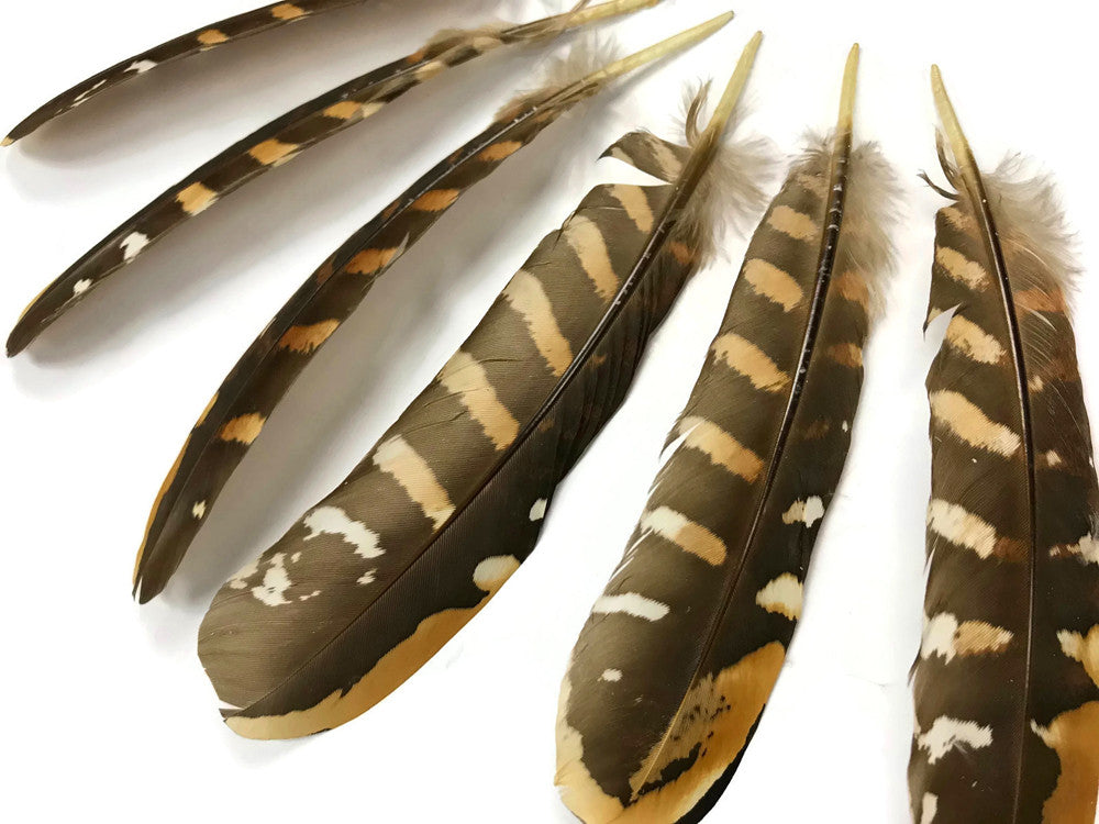 5 Pieces - 6-8" Natural Reeves Venery Pheasant Wing Feathers