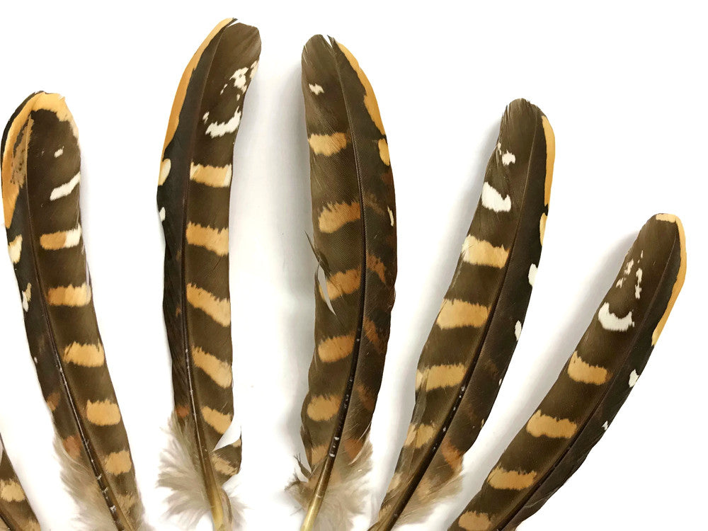 5 Pieces - 6-8" Natural Reeves Venery Pheasant Wing Feathers