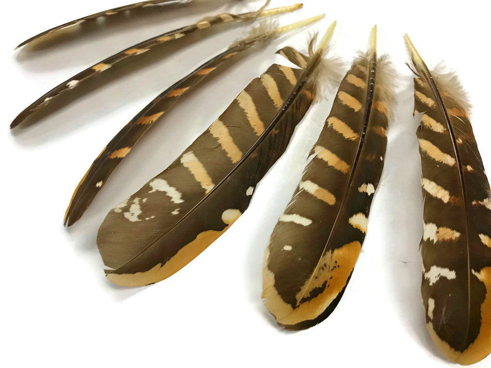 5 Pieces - 6-8" Natural Reeves Venery Pheasant Wing Feathers