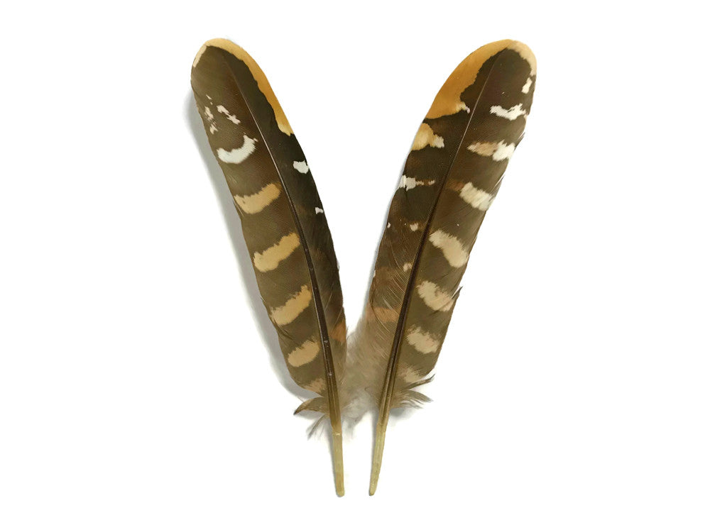 5 Pieces - 6-8" Natural Reeves Venery Pheasant Wing Feathers