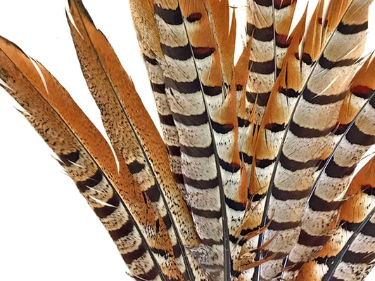 10 Pieces - 10-12" Natural Reeves Venery Pheasant Tail Feathers