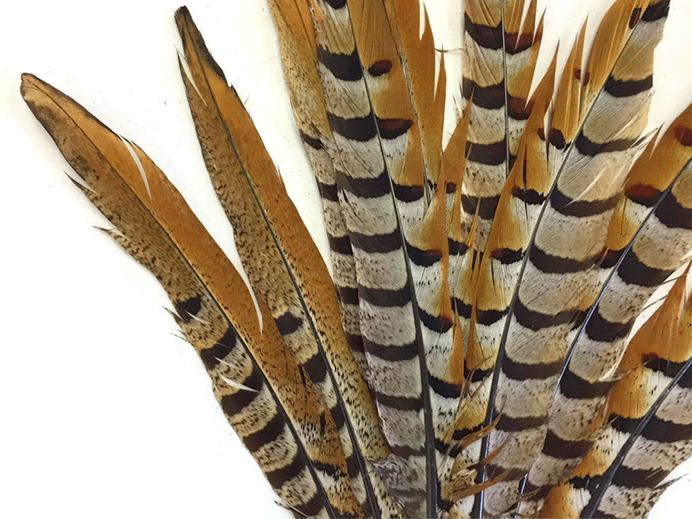 10 Pieces - 18-20" Natural Reeves Venery Pheasant Tail Feathers