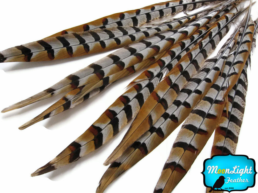 50 Pieces - 14-16" Natural Reeves Venery Pheasant Tail Wholesale Feathers (Bulk)