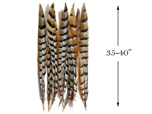 10 Pieces - 35-40" Natural Reeves Venery Pheasant Super Long Tail Feathers