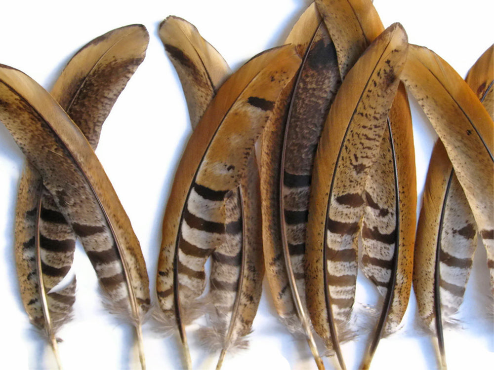 10 Pieces - 8-10" Natural Reeves Venery Pheasant Tail Feathers