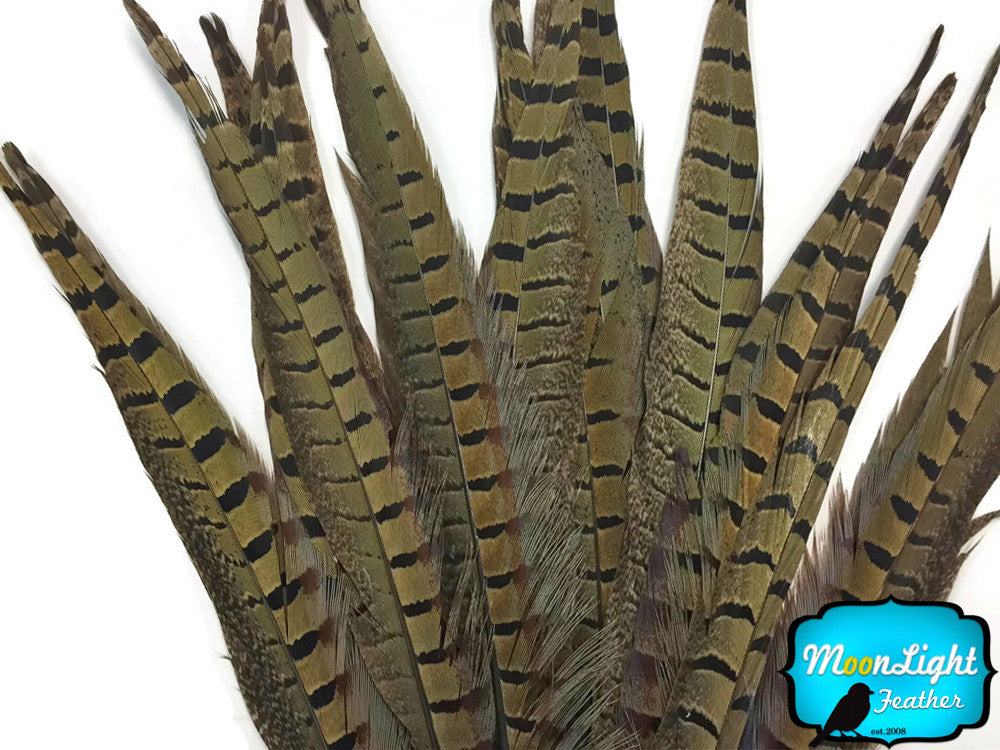 50 Pieces - 12-14" Natural Ringneck Pheasant Tail Wholesale Feathers (Bulk)