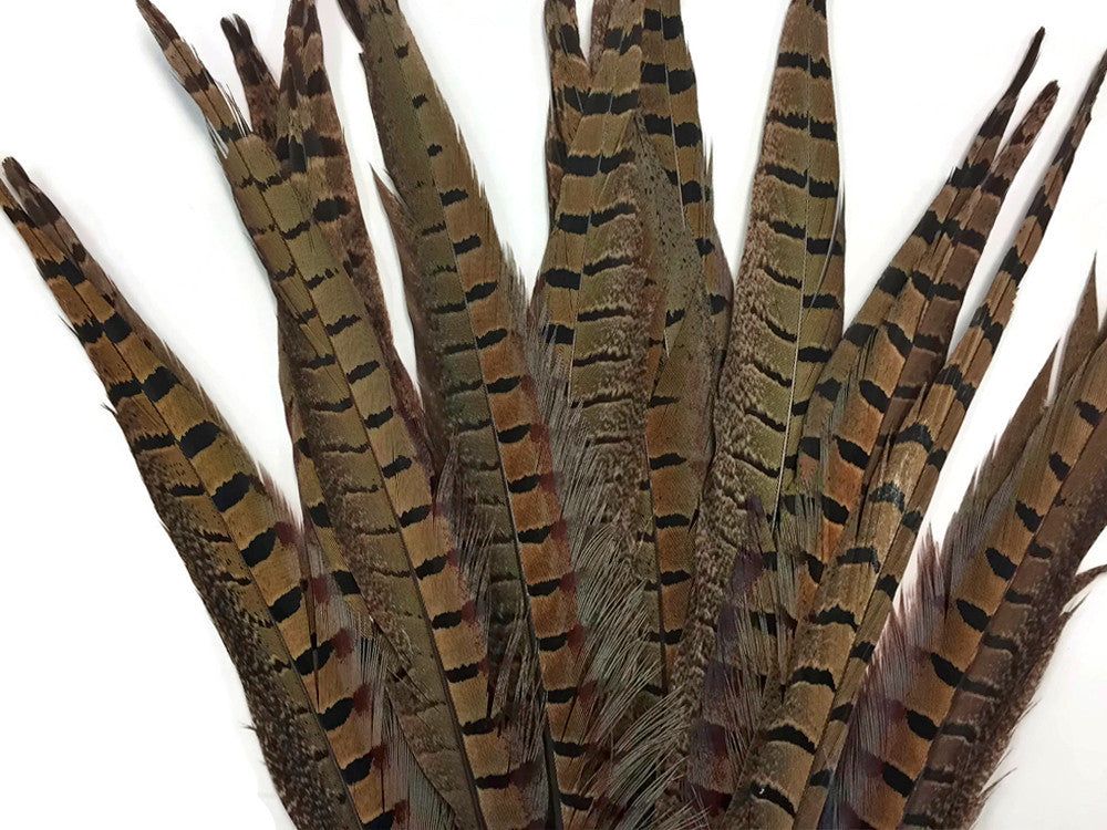 50 Pieces - 10-12" Natural Brown Ringneck Pheasant Tail Wholesale Feathers (Bulk)