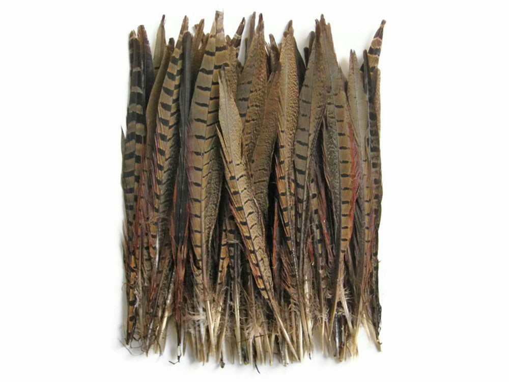 50 Pieces - 12-14" Natural Ringneck Pheasant Tail Wholesale Feathers (Bulk)