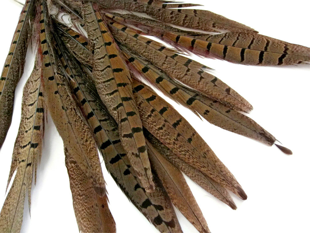 10 Pieces - 10-12" Natural Brown Ringneck Pheasant Tail Feathers