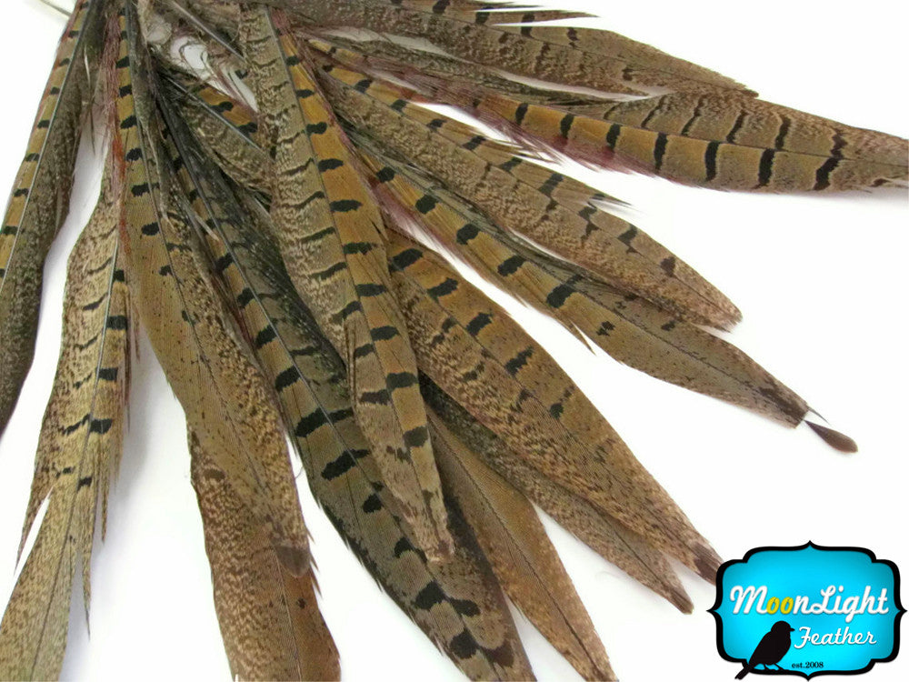 10 Pieces - 14-16" Natural Long Ringneck Pheasant Tail Feathers