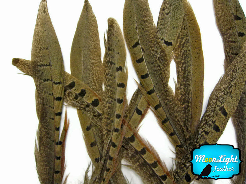 10 Pieces - 6-8" Natural Ringneck Pheasant Tail Feathers