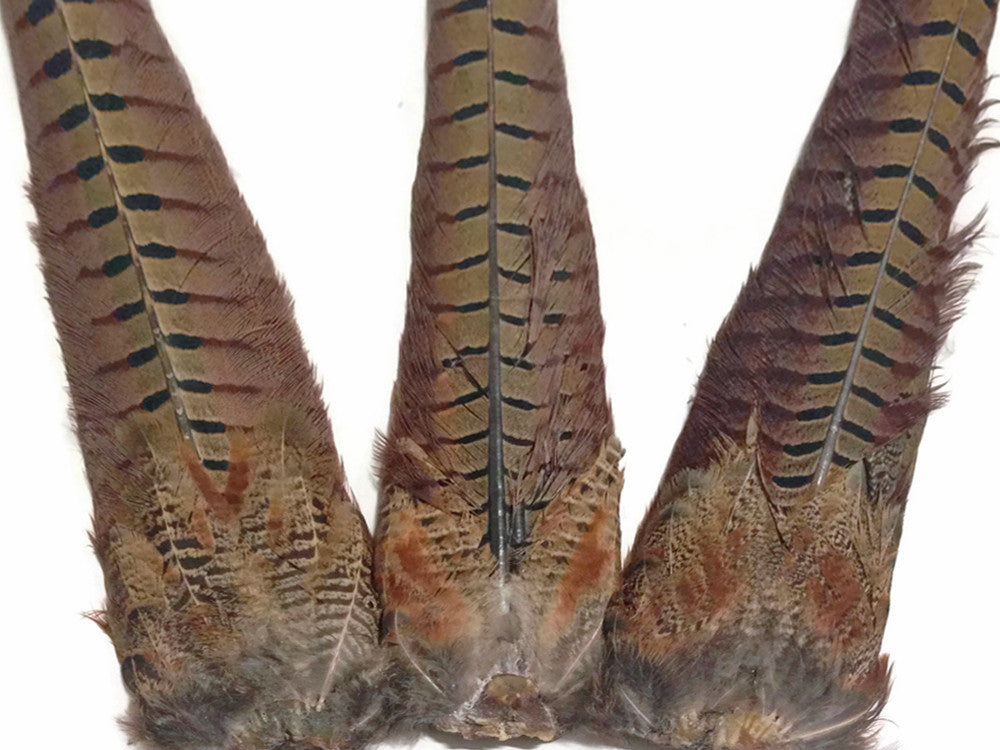 1 Tail - Natural Brown Complete Ringneck Pheasant Feather Tail Clump