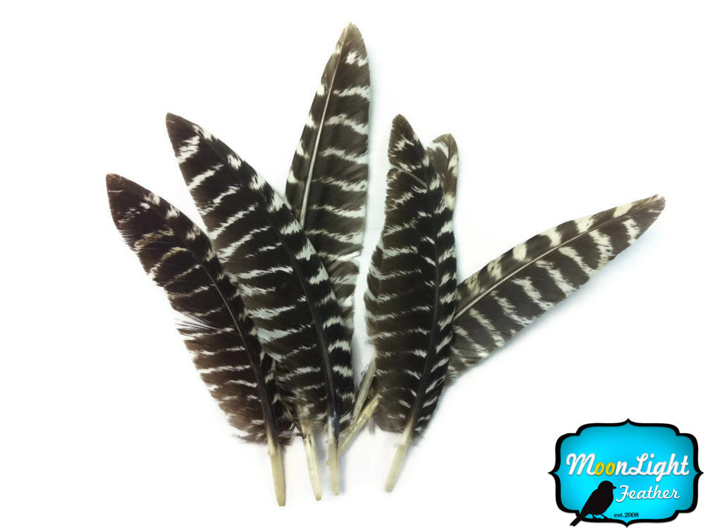 6 Pieces - Small Natural Wild Turkey Chinchilla Wing Quill Feathers