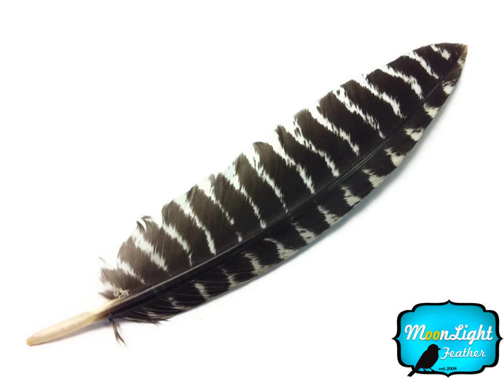 6 Pieces - Small Natural Wild Turkey Chinchilla Wing Quill Feathers