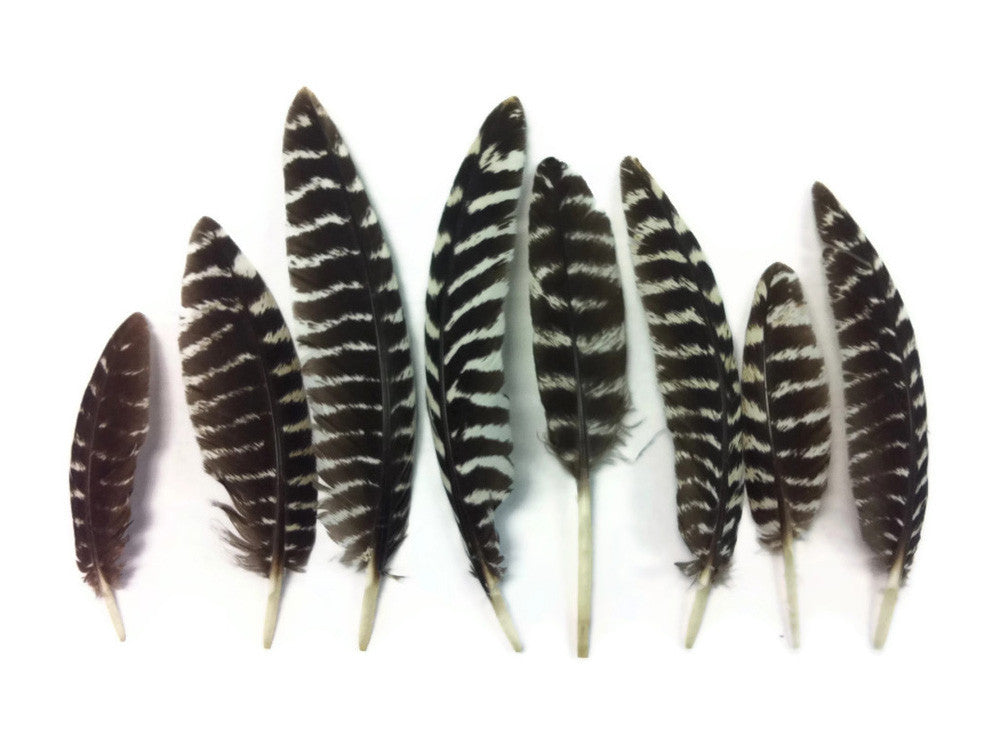 6 Pieces - Small Natural Wild Turkey Chinchilla Wing Quill Feathers