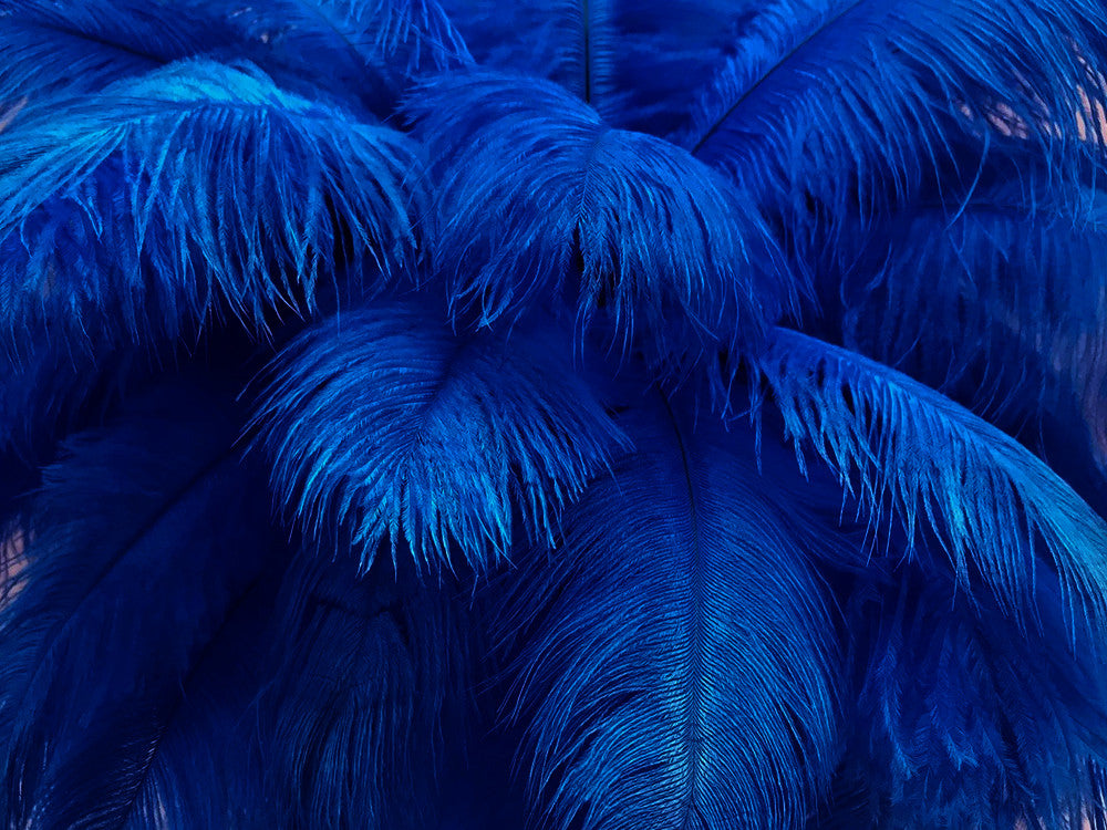 10 Pieces - 17-19" Royal Blue Large Bleached & Dyed Ostrich Drabs Body Feathers