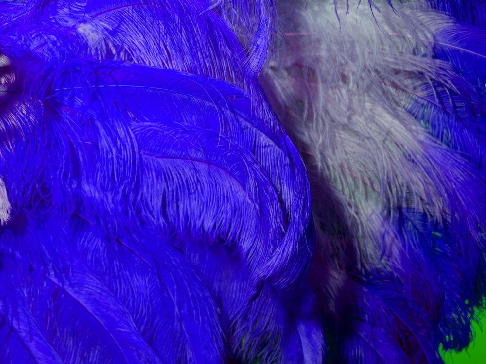 1/2 Lb. - 18-24" Royal Blue Large Ostrich Wing Plume Wholesale Feathers (Bulk)