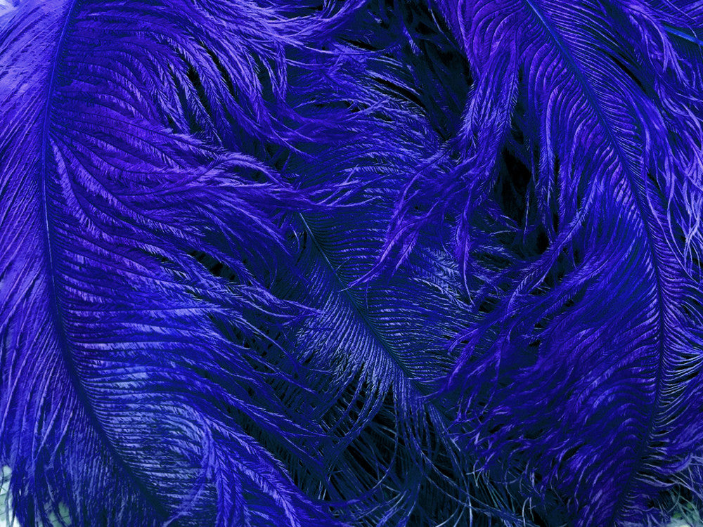 1/2 Lb. - 18-24" Royal Blue Large Ostrich Wing Plume Wholesale Feathers (Bulk)