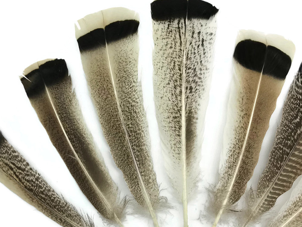 4 Pieces - Natural Royal Palm Cream and Black Wild Turkey Tail Feathers