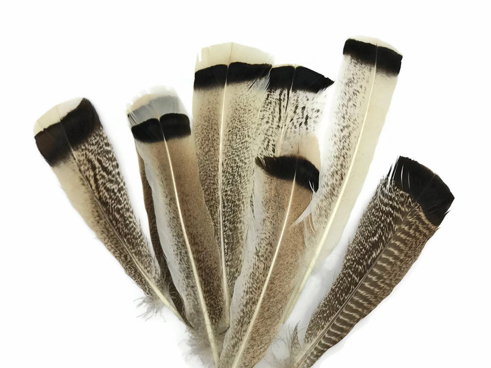 4 Pieces - Natural Royal Palm Cream and Black Wild Turkey Tail Feathers