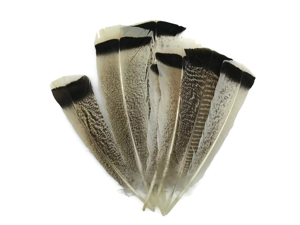 4 Pieces - Natural Royal Palm Cream and Black Wild Turkey Tail Feathers