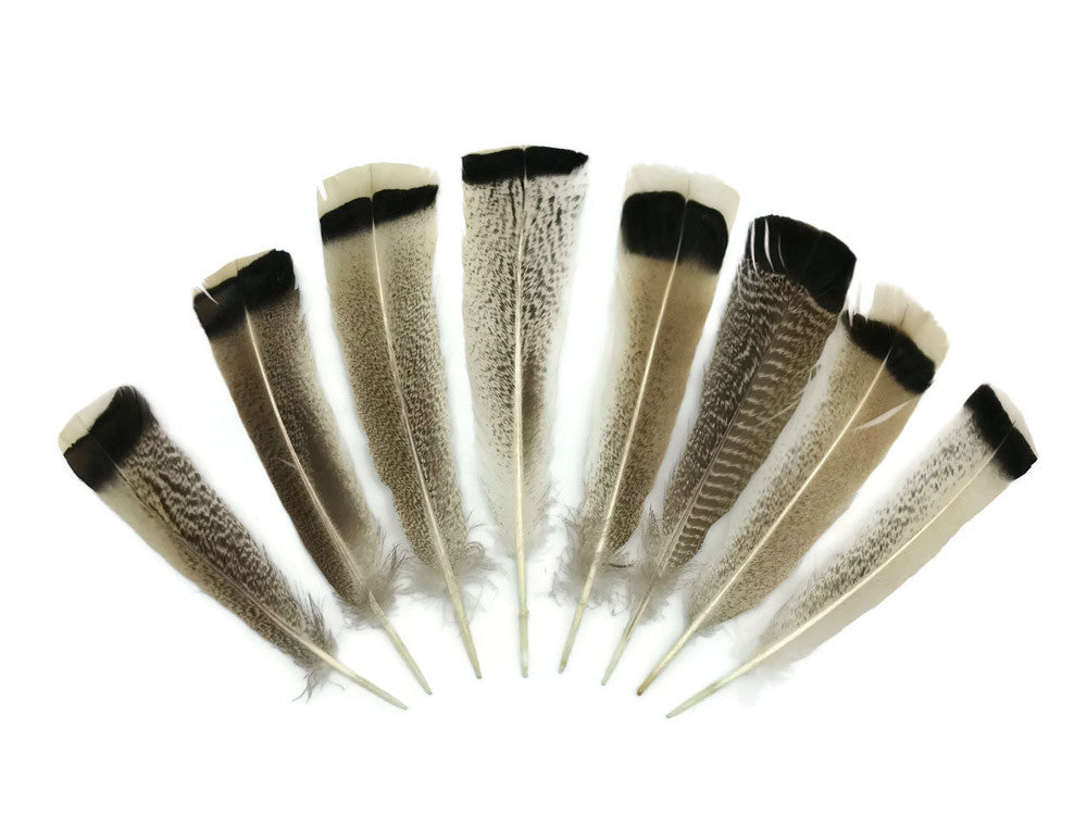 4 Pieces - Natural Royal Palm Cream and Black Wild Turkey Tail Feathers