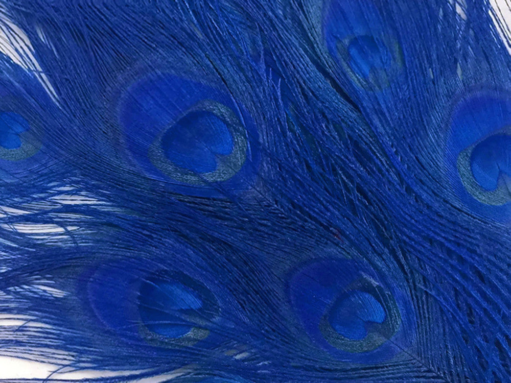 50 Pieces – Royal Blue Bleached & Dyed Peacock Tail Eye Wholesale Feathers (Bulk) 10-12” Long 