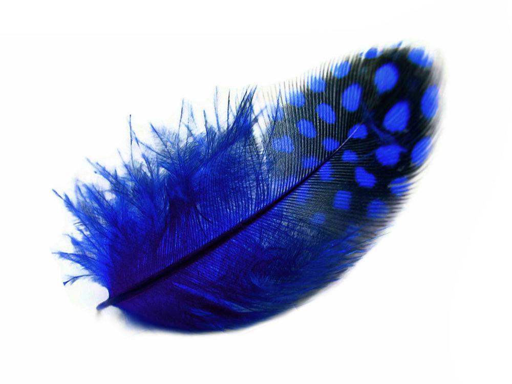 1/4 Lb - Royal Blue Guinea Hen Plumage Polka Dot Feathers Wholesale (Bulk)