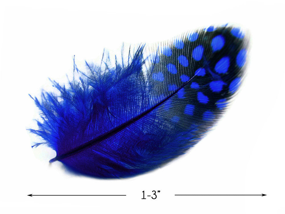 1/4 Lb - Royal Blue Guinea Hen Plumage Polka Dot Feathers Wholesale (Bulk)