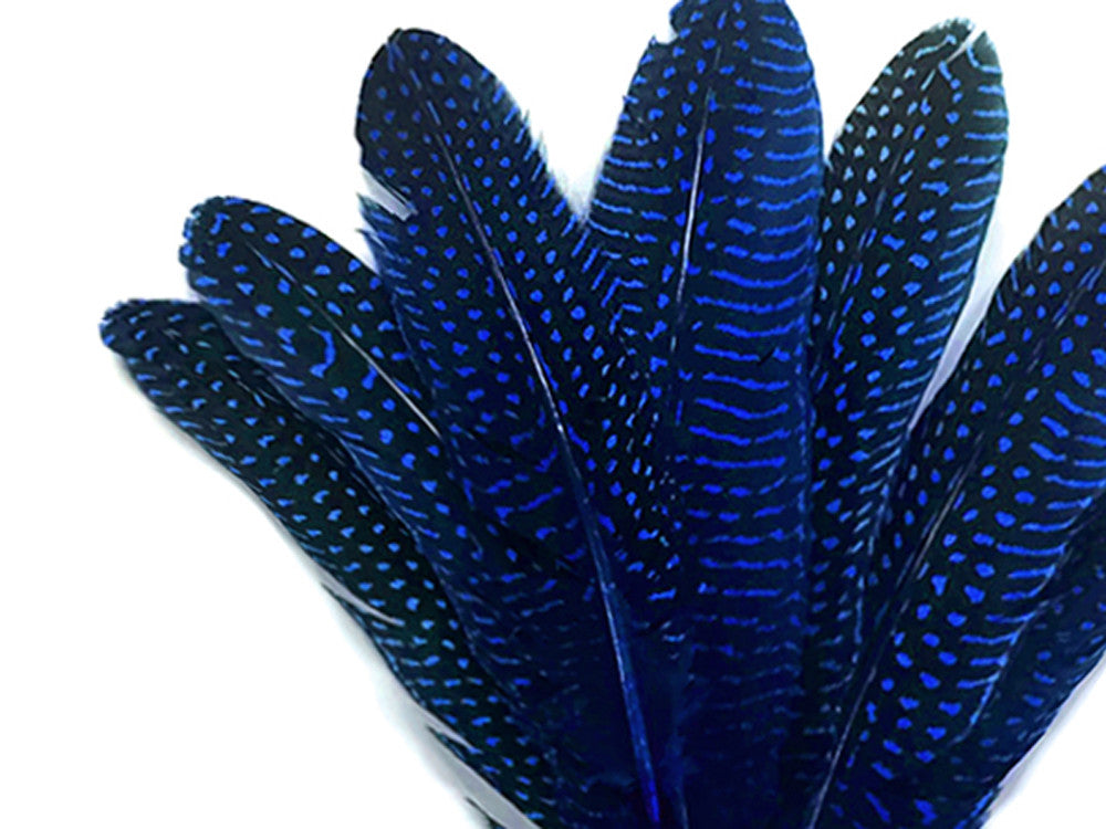 1/8 lb. Royal Blue Polka Dot Guinea Fowl Wing Quills Wholesale Feathers (Bulk)