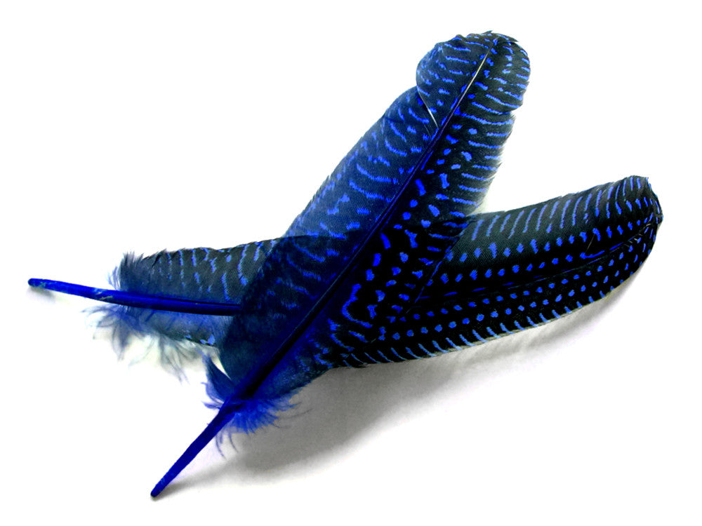 1/8 lb. Royal Blue Polka Dot Guinea Fowl Wing Quills Wholesale Feathers (Bulk)