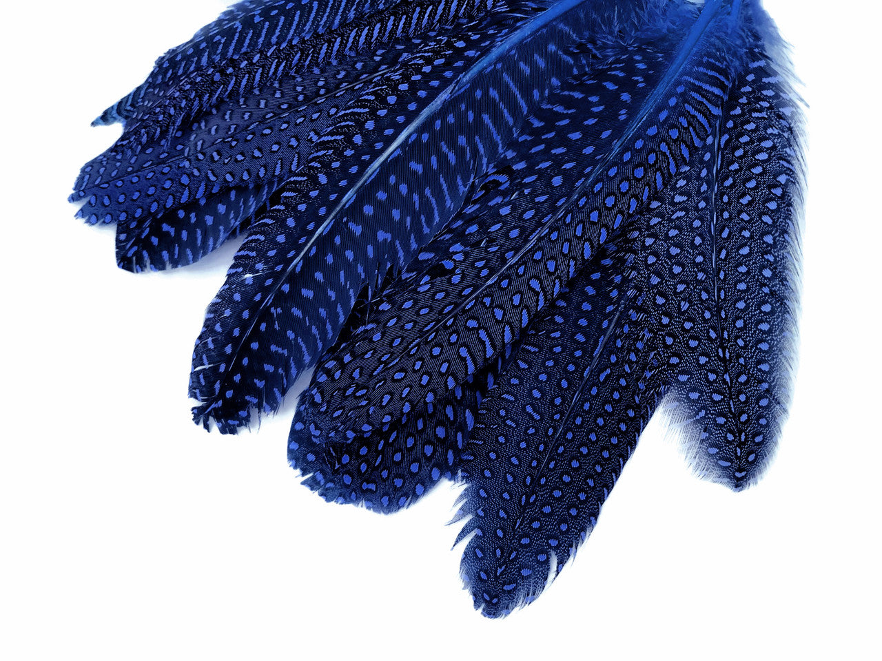 10 Pieces - Dyed Royal Blue Polka Dot Guinea Fowl Wing Quill Feathers