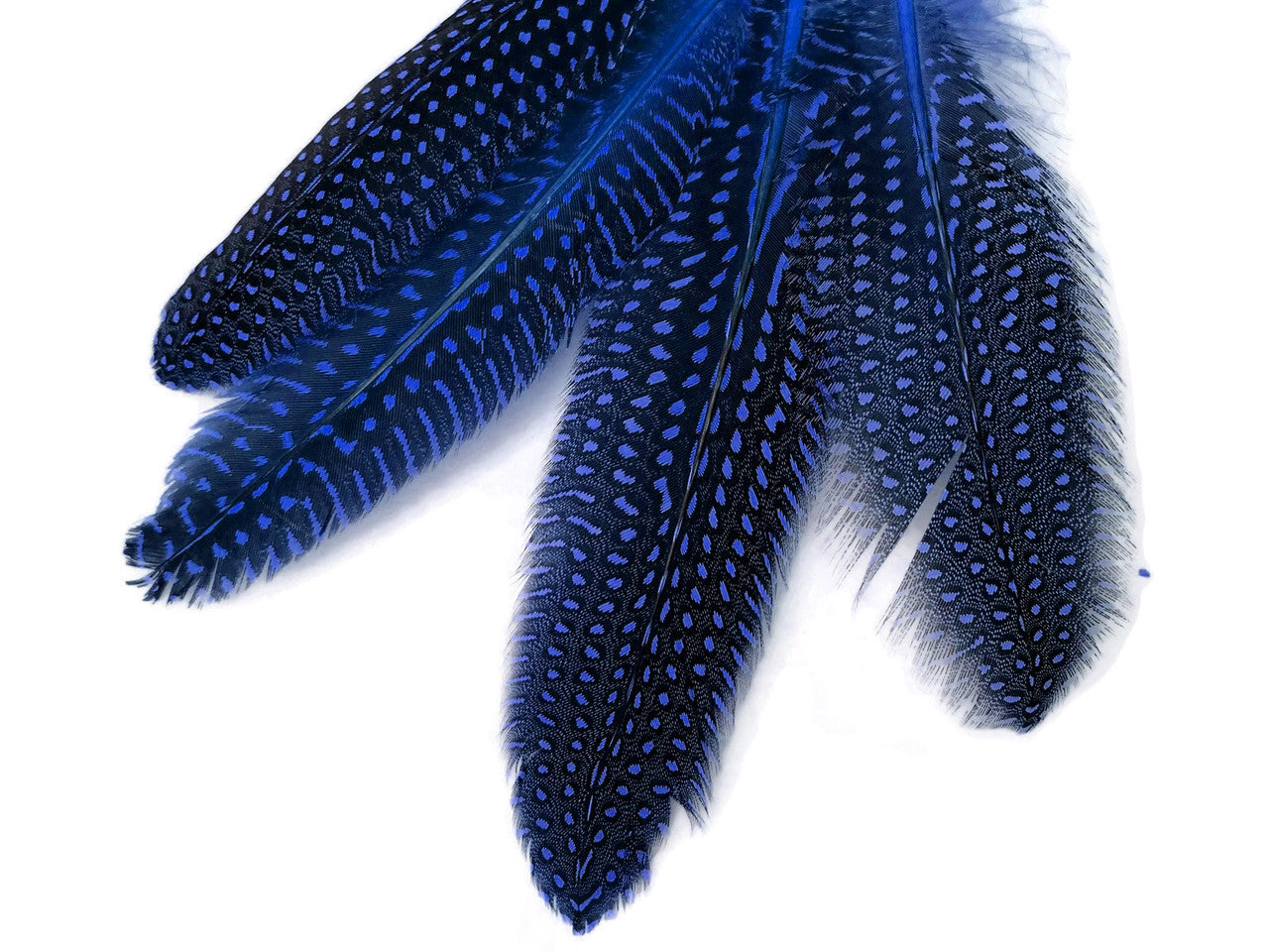 1/8 lb. Royal Blue Polka Dot Guinea Fowl Wing Quills Wholesale Feathers (Bulk)