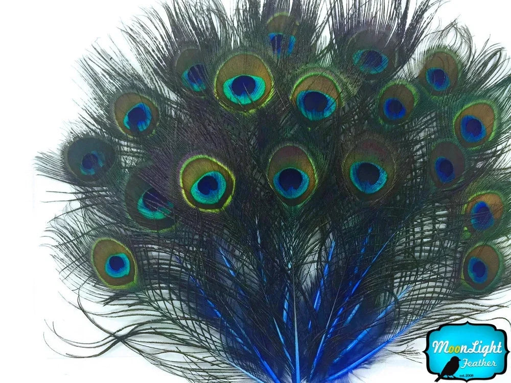 Vibrant peacock feathers with iridescent blue and green eye patterns for crafts and decor.