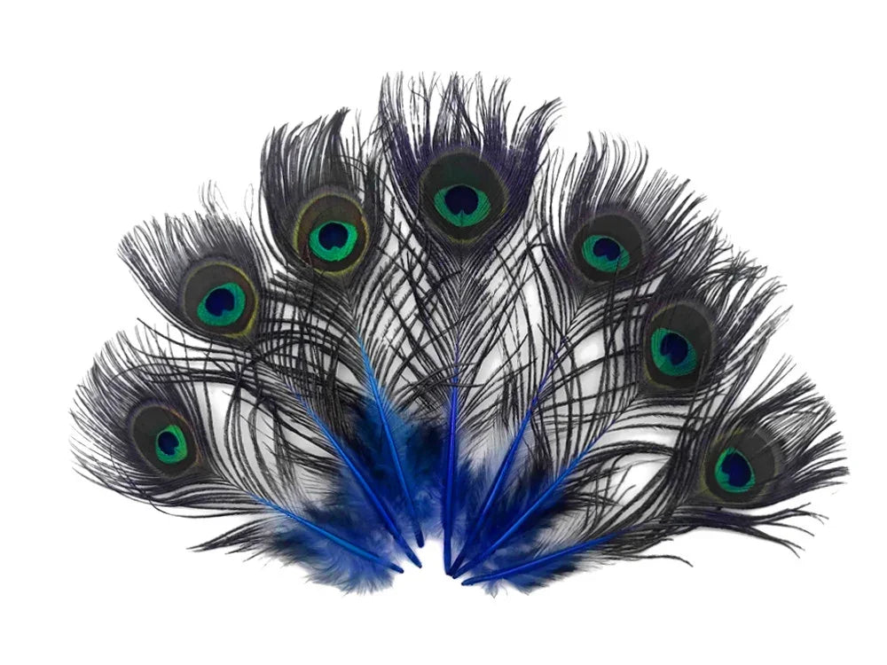 Fan arrangement of vibrant peacock feathers with blue and green eye patterns.