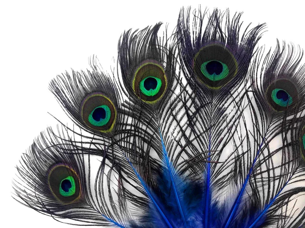 Vibrant peacock feathers with iridescent blue and green eye patterns on a white background.