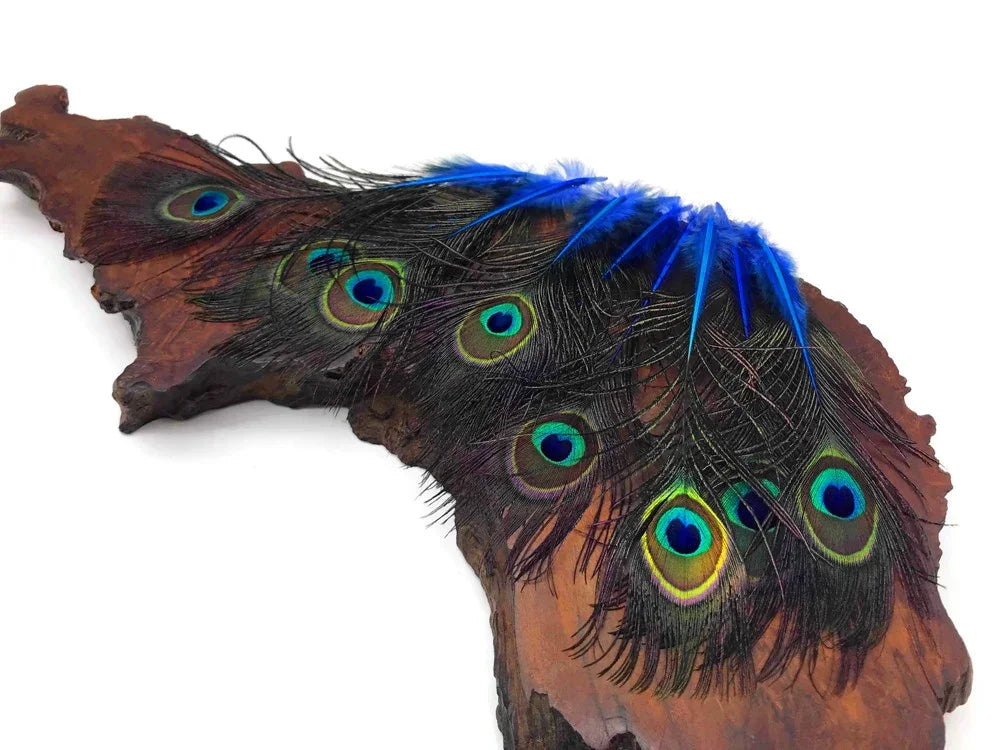Vibrant peacock feathers with bright blue accents arranged on a natural wood base.
