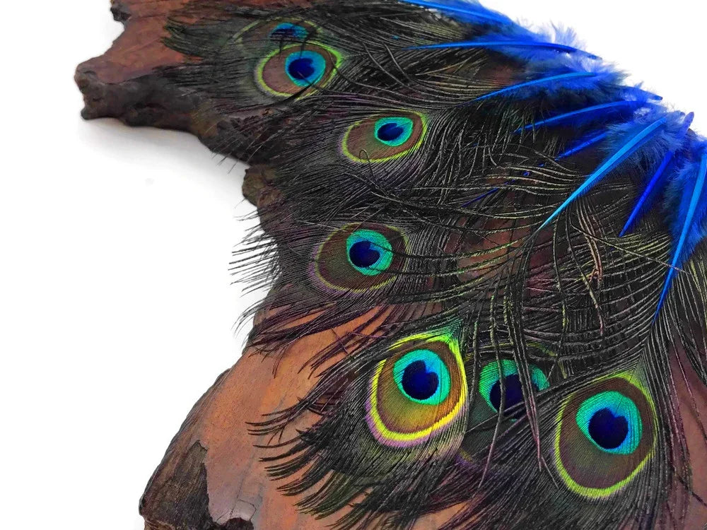 Vibrant peacock feathers with blue accents on a rustic wooden surface.