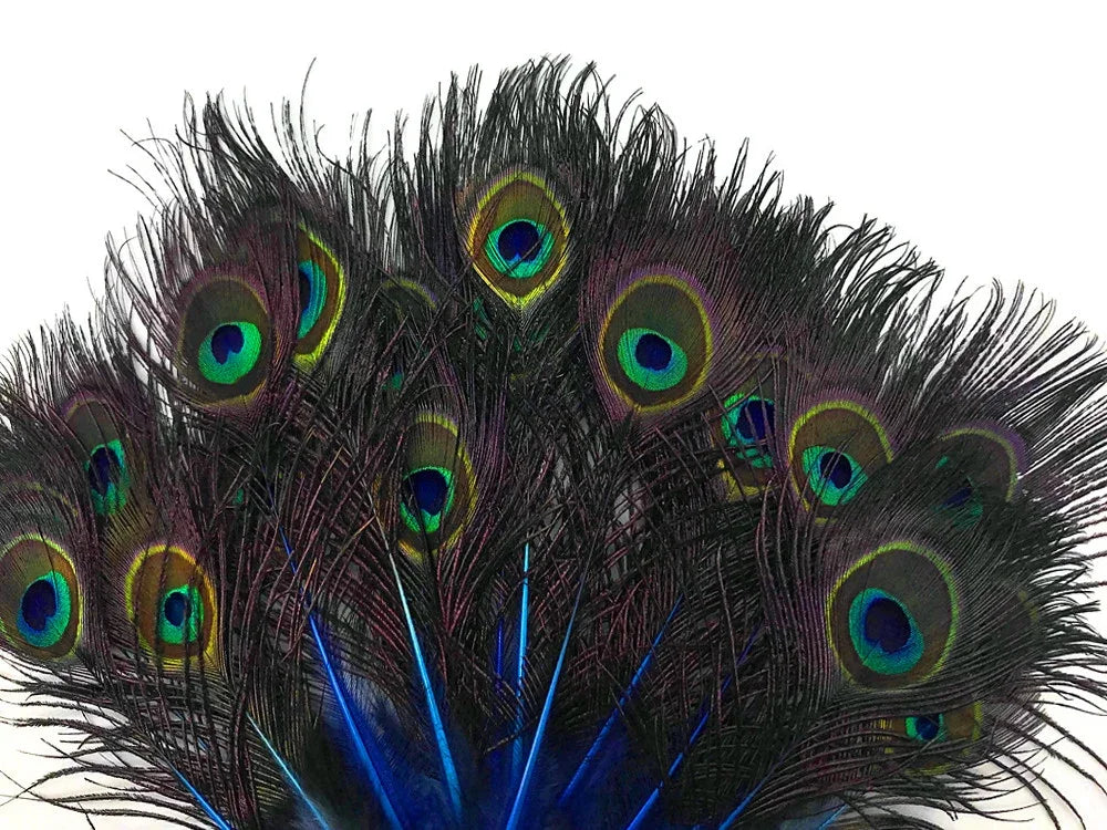 Vibrant peacock feathers with iridescent blue and green eye patterns for crafts and decor.