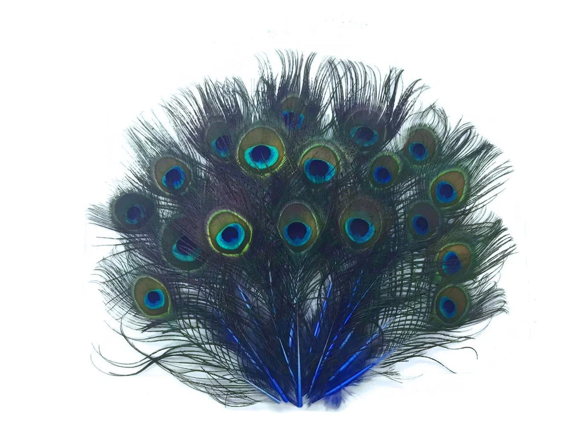 Vibrant peacock feathers with iridescent blue and green eye patterns for crafts and decor.