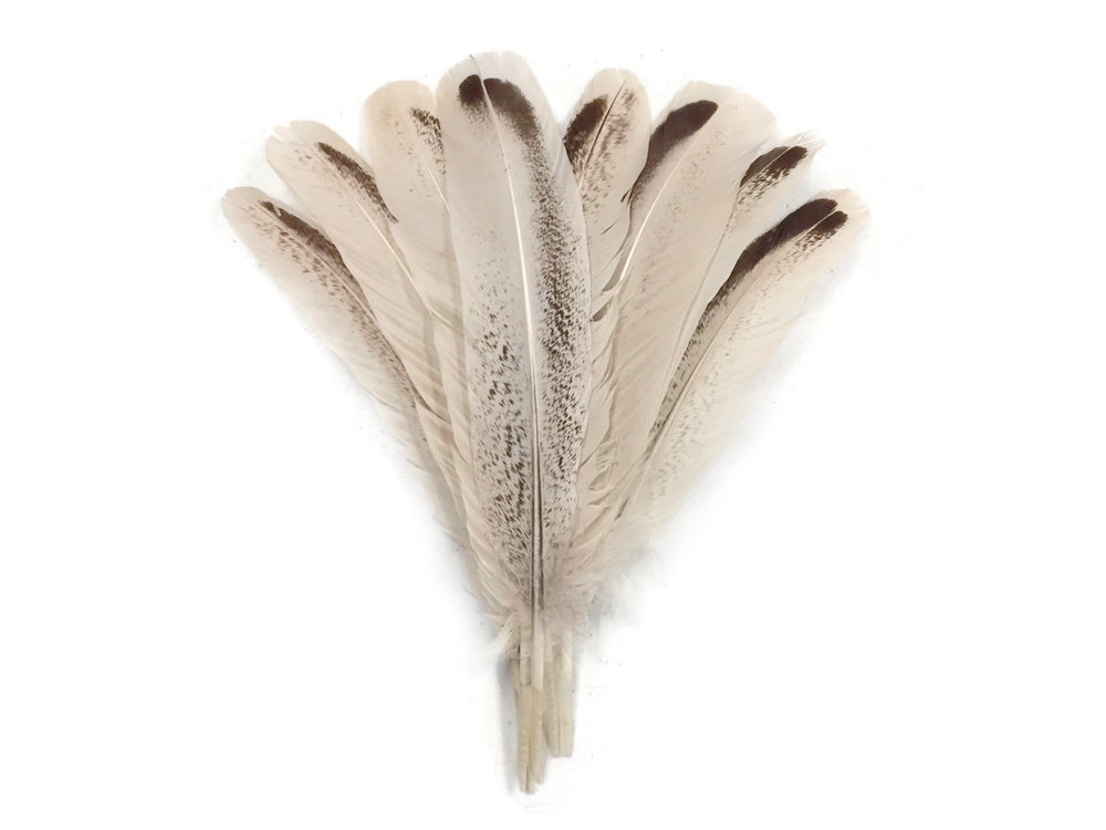 4 Pieces - Royal Palm Wild Turkey Rounds Secondary Wing Quill Feathers