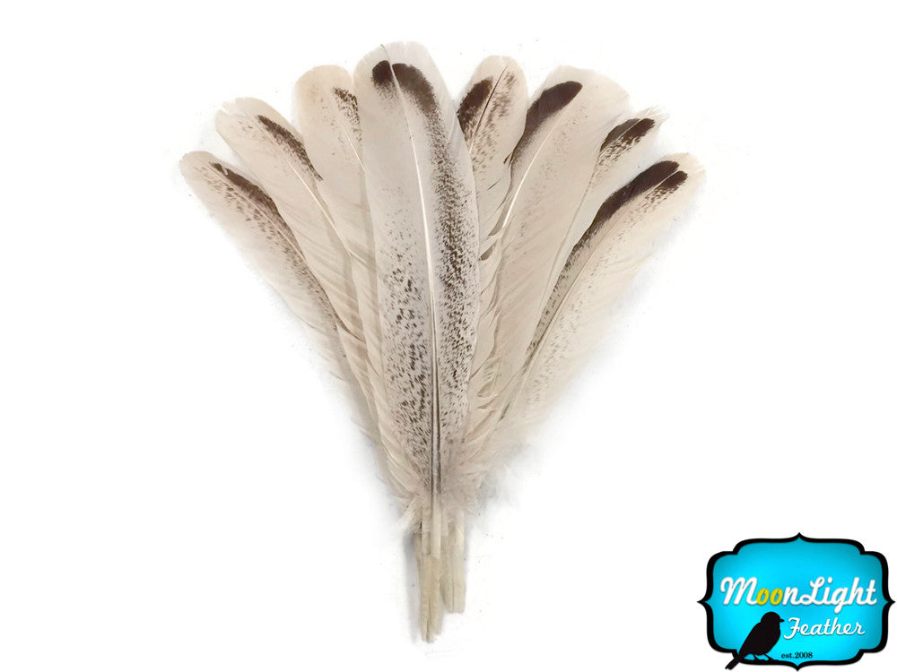 4 Pieces - Royal Palm Wild Turkey Rounds Secondary Wing Quill Feathers