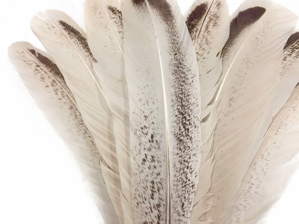 4 Pieces - Royal Palm Wild Turkey Rounds Secondary Wing Quill Feathers