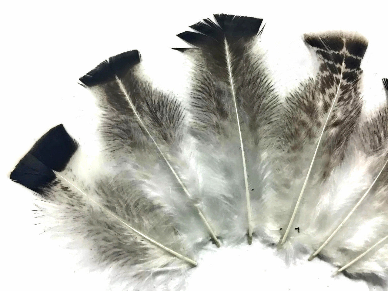 10 Pieces - Natural Gray Royal Palm Wild Turkey Flats Body Plumage Feathers