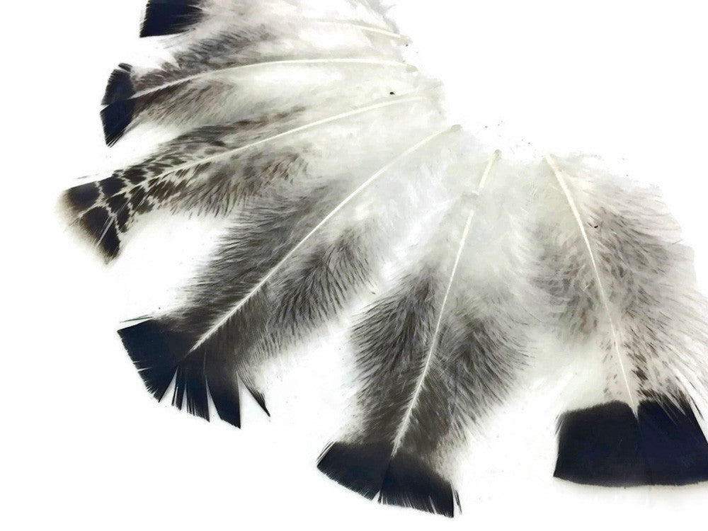 10 Pieces - Natural Gray Royal Palm Wild Turkey Flats Body Plumage Feathers