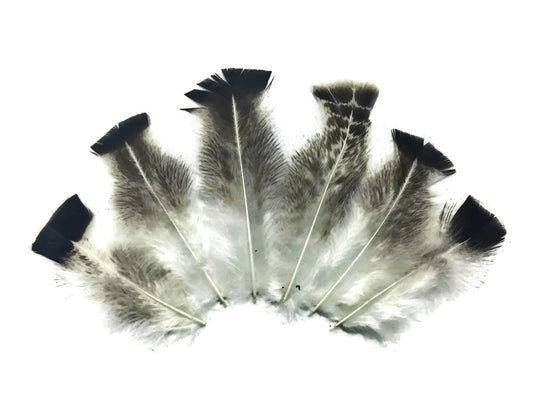 10 Pieces - Natural Gray Royal Palm Wild Turkey Flats Body Plumage Feathers